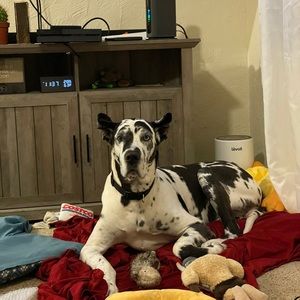 Meet your Posher, Misha